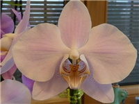 85a76397-20150115 PHAL ROZI.jpg